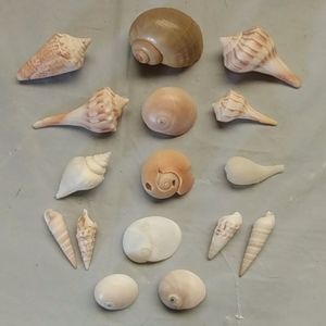 16 Beautiful Small Unique Sea Shells
